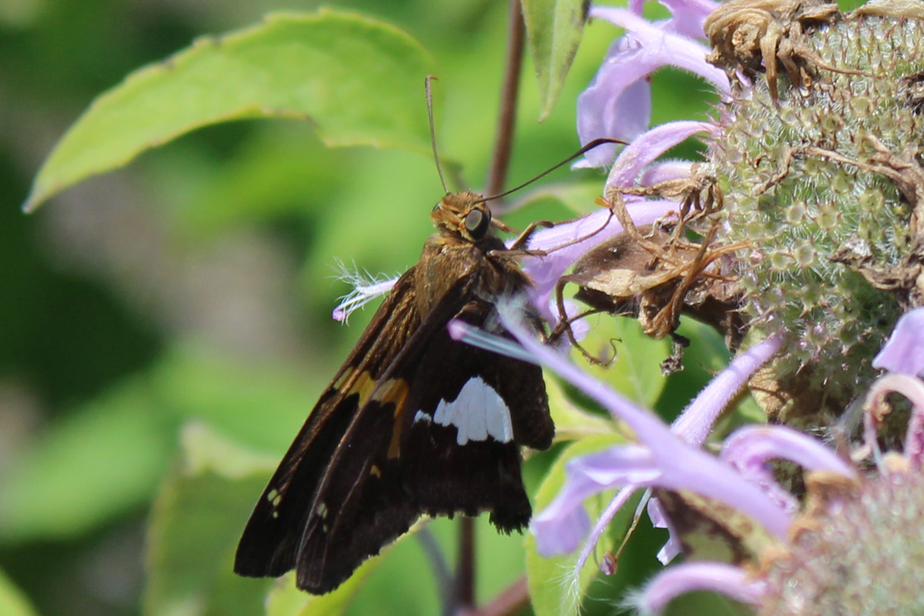 bee balm with a skipper