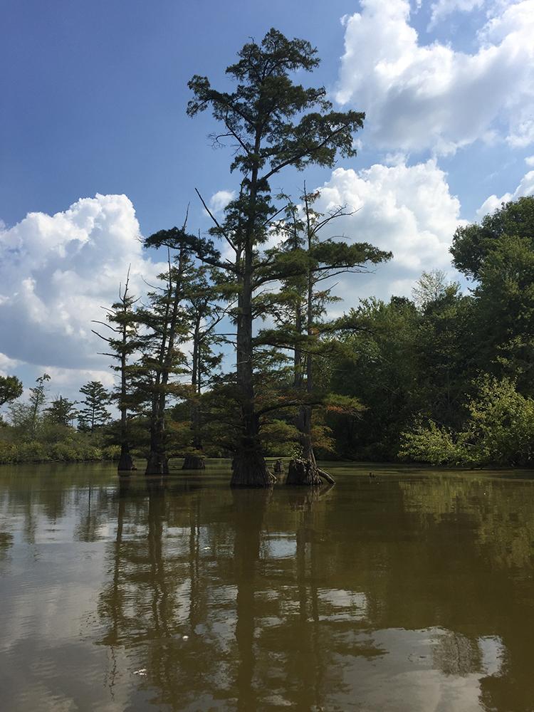 Cache River Swamp