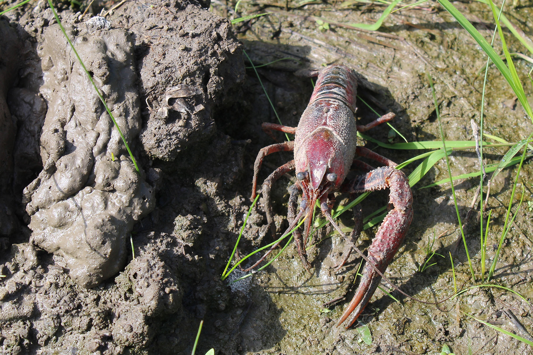 crawdad in the mud