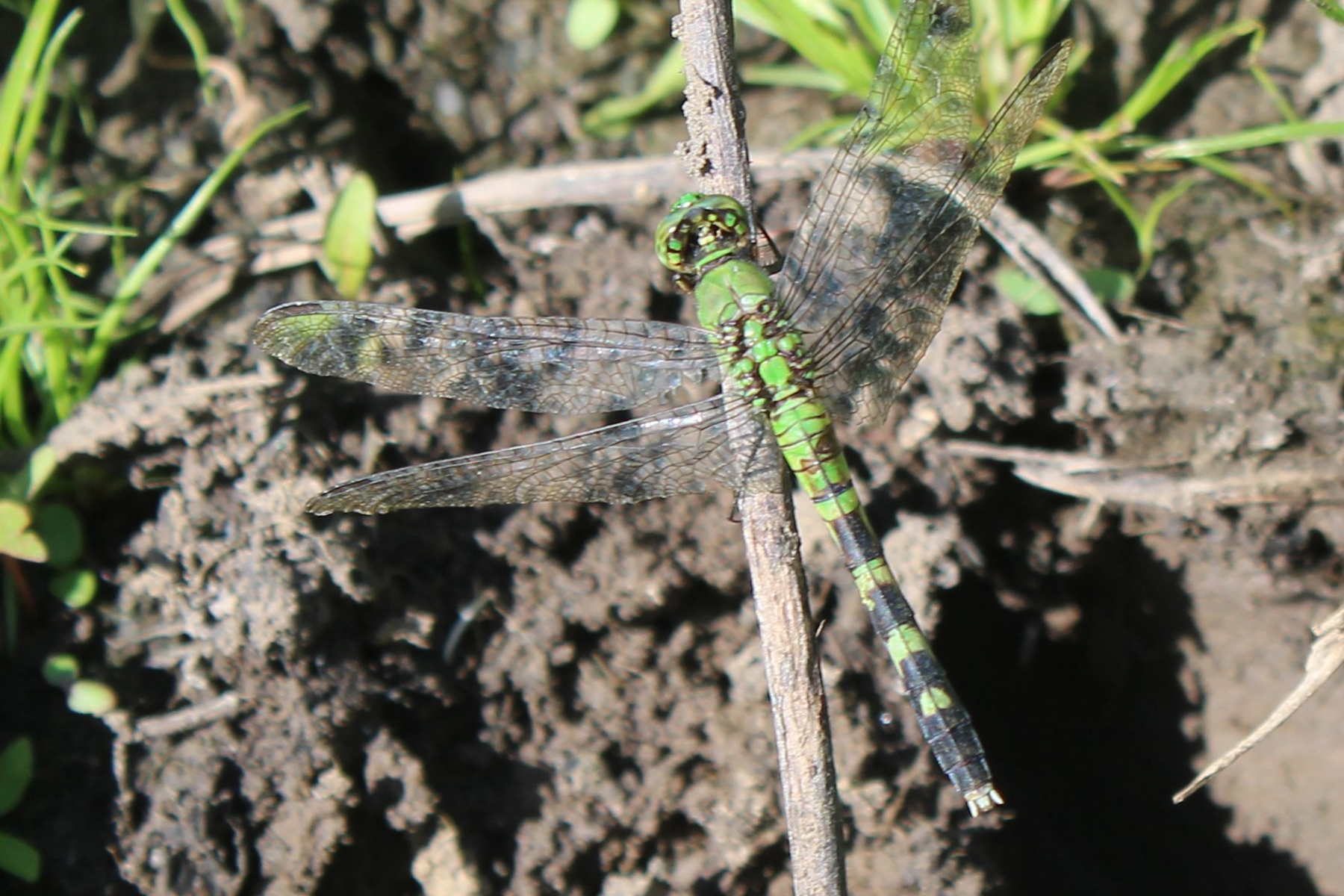 dragonfly