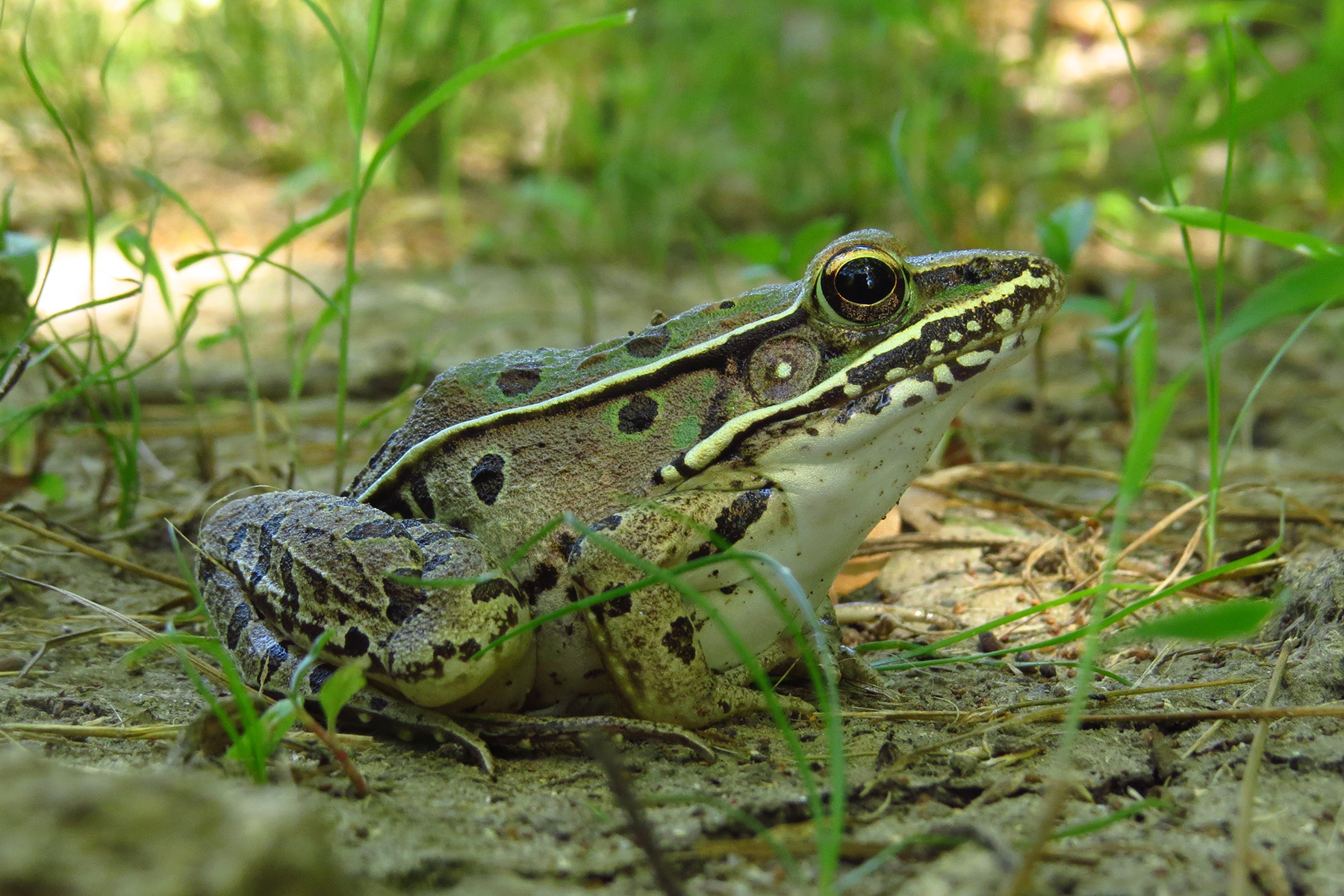 Leopardfrog