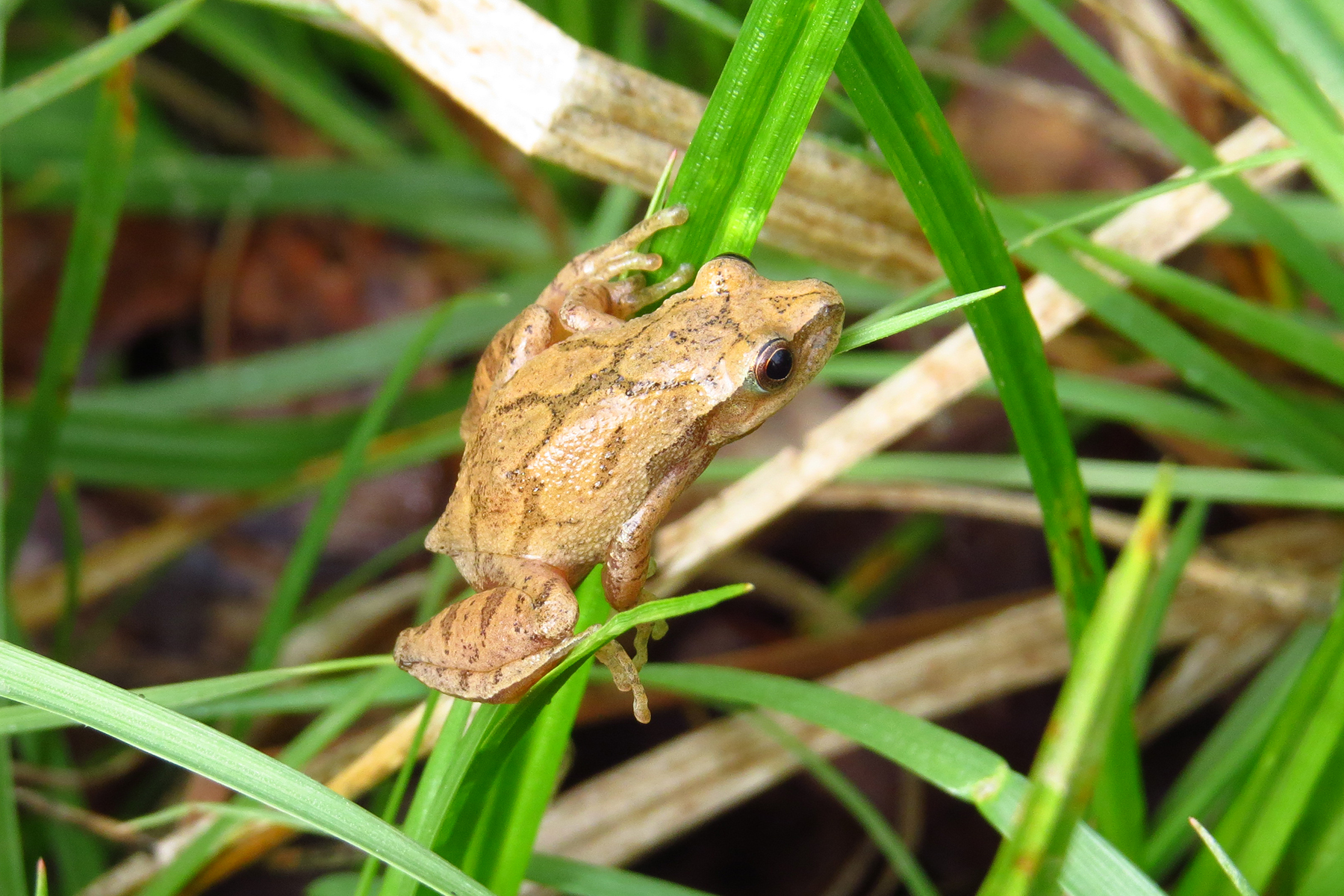 springpeeper