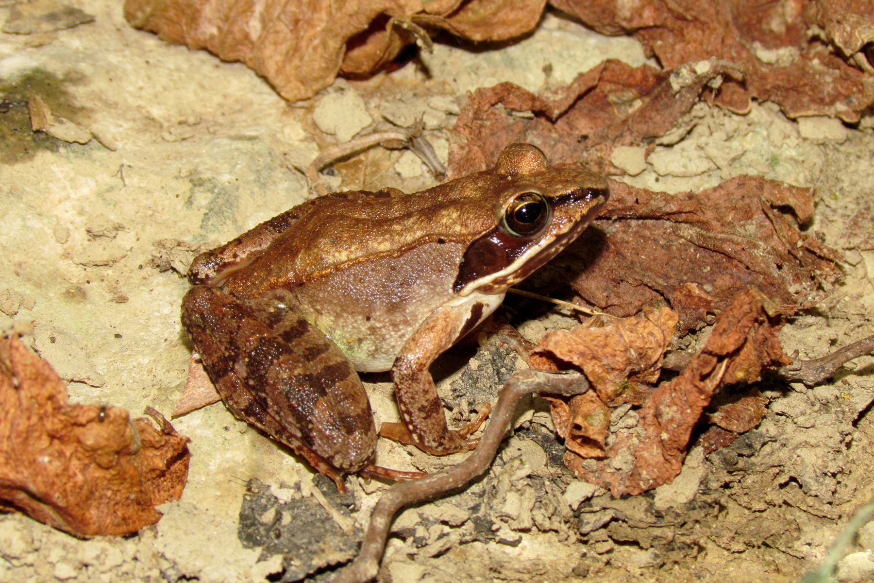 Woodfrog