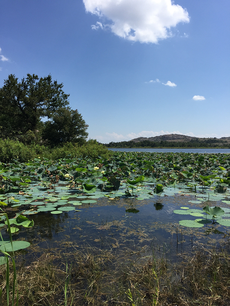 Oklahoma Wetland