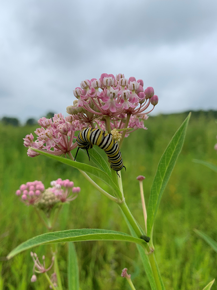 Swamp milkweed