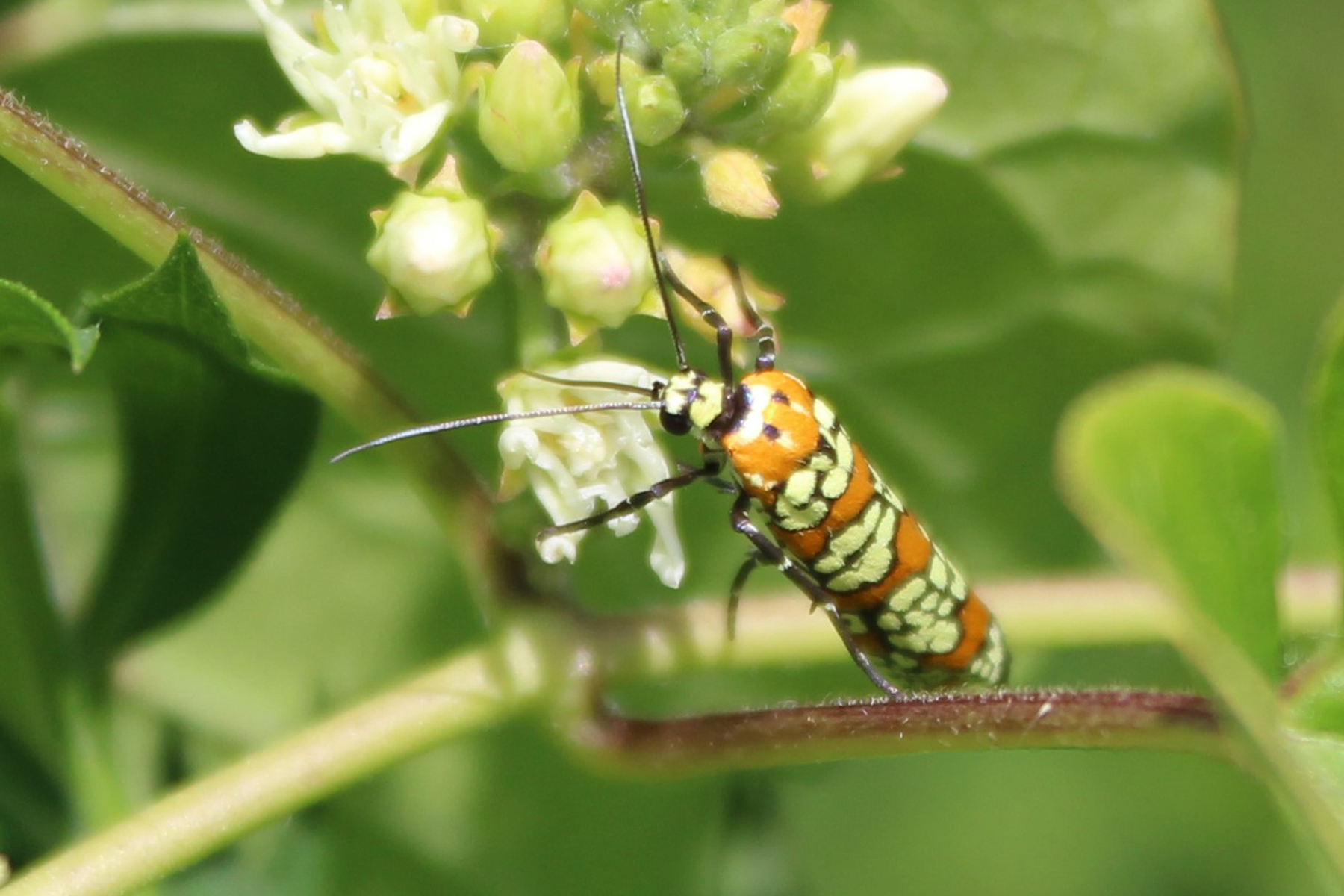 webworm moth