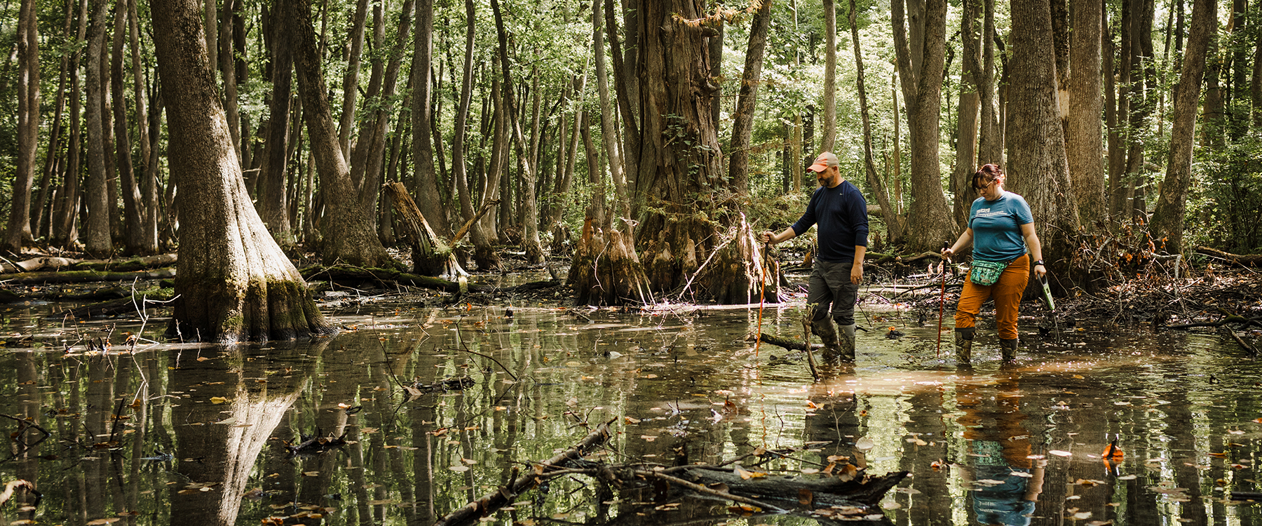 wetland-collaborative-background