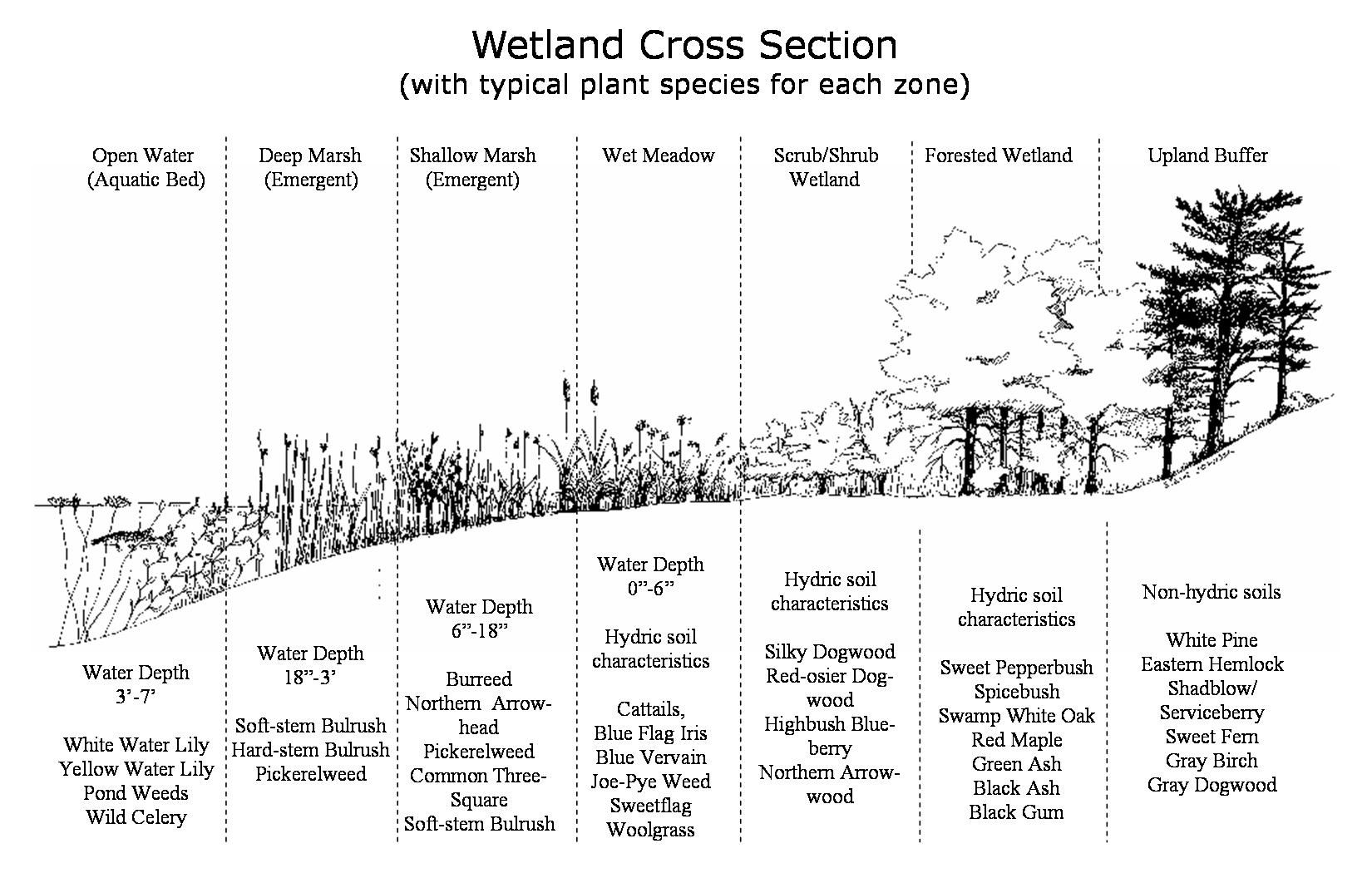 wetland cross section