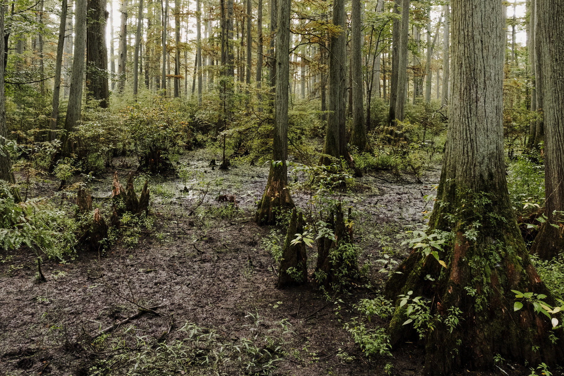 wetland-hydrology